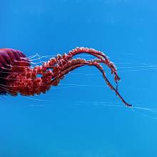 Rudá medúza je v moři nepřehlédnutelná. Atolla reynoldsi je však v obrovských hloubkách. Ilustrační foto.