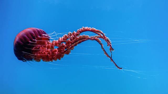 Rudá medúza je v moři nepřehlédnutelná. Atolla reynoldsi je však v obrovských hloubkách. Ilustrační foto.