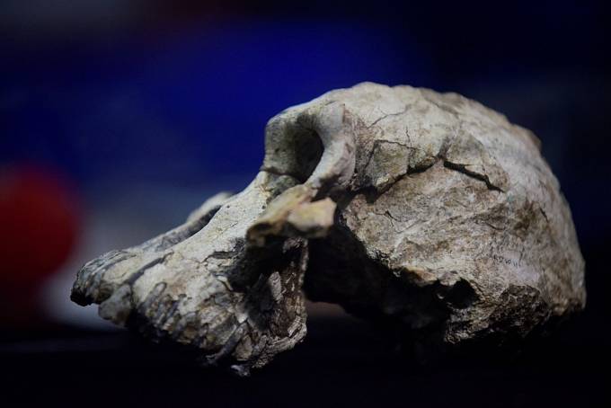 Lebka samce druhu Australopithecus anamensis