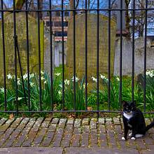 Kočka v Londýně, ilustrační foto
