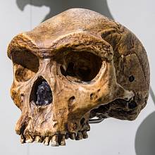 Homo heidelbergensis. Replika podle exempláře Broken Hill 1, "Rhodesian Man", 1921 Zambie, Kabwe, v Lee Kong Chian Natural History Museum. Asi před 1,2 milionu let.