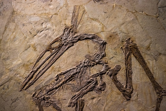 Pterosaur nalezený v Číně, ilustrační foto.