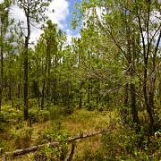 Zbytky původní mauricijské přírody jsou dnes chráněny v národních parcích.
