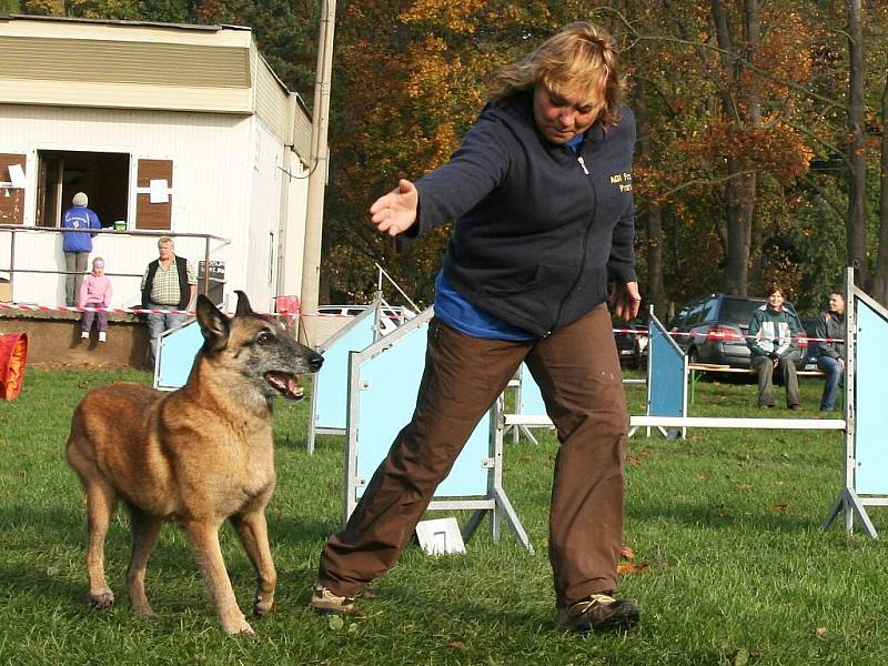 Závody agility O podzimní kvítek v Lounech