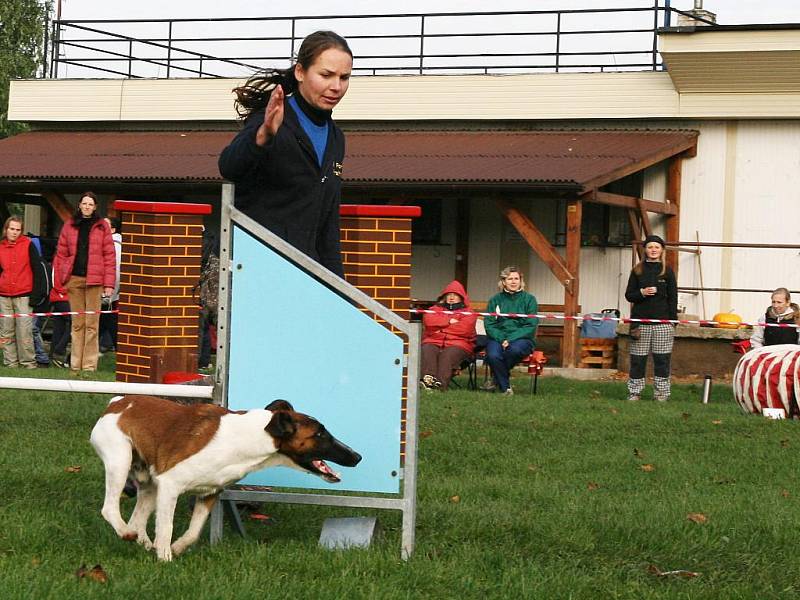 Závody agility O podzimní kvítek v Lounech