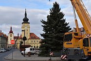Na žateckém náměstí Svobody už je vánoční strom. V příštích dnech se bude zdobit.