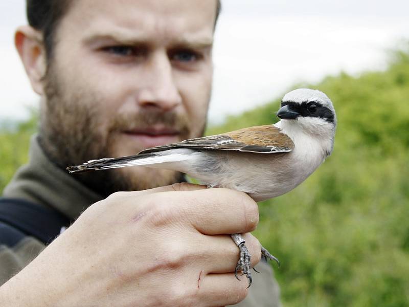 Ornitologové pochytali a ukázali některé zpěvné ptáky, kteří v lokalitě žijí