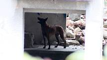 Špičkoví psi cvičení na vyhledávání lidí v sutinách a jejich psovodi si dali dostaveníčko ve Chbanech