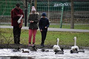 Řeka Ohře v důsledku dešťů a tání sněhu během vánočních svátků na některých místech v Lounech vystoupila z břehů. Velké škody nenadělala, spíš se stala fotografovanou atrakcí lidí na procházkách. Stav pondělí 25. prosince odpoledne.