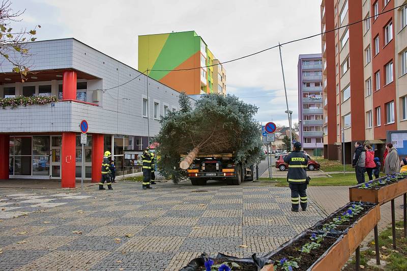 O pokácení a vztyčení vánočního stromu v Podbořanech se postarali tamní hasiči.