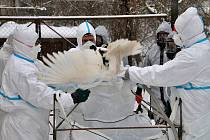 Likvidace ohniska ptačí chřipky v Bílencích na Chomutovsku