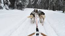 Musher Roman Habásko vyráží trénovat se svým psím spřežením do Krušných hor