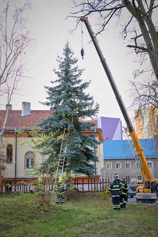 O pokácení a vztyčení vánočního stromu v Podbořanech se postarali tamní hasiči.