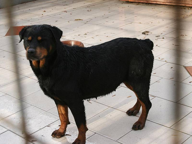 Psi, kteří pokousali starší ženu v Radonicích a která následně zemřela, jsou nyní v Útulku pro opuštěná zvířata v Jimlíně.  