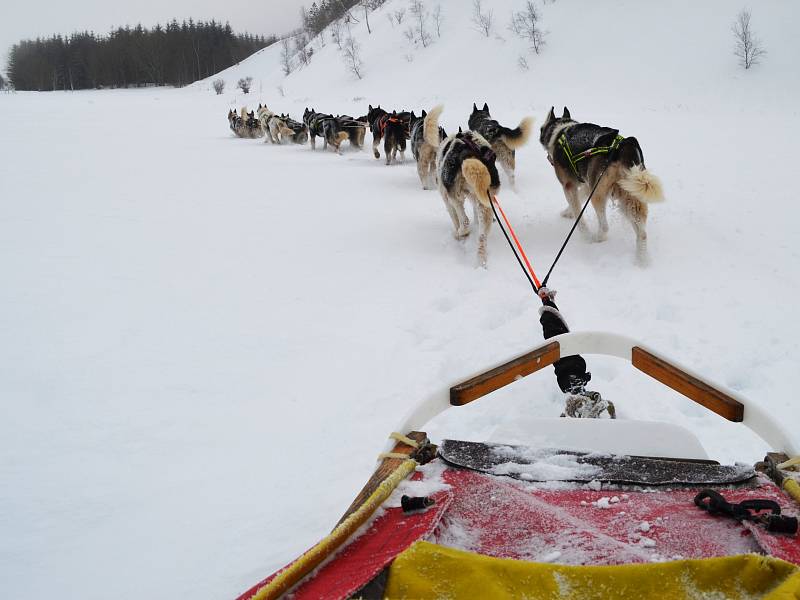 Musher Roman Habásko vyráží trénovat se svým psím spřežením do Krušných hor