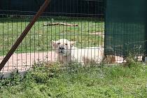 Policisté a veterináři zajistili na Lounsku bílého lva. Šelma žila v nevyhovující kleci.