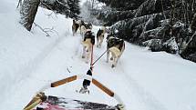 Musher Roman Habásko vyráží trénovat se svým psím spřežením do Krušných hor