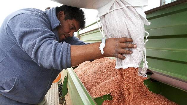 Zemědělec sype ozimé obilí do zásobníku secího stroje na poli poblíž někdejší křižovatky smrti nad Žíželicemi.