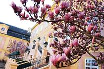 Na zámku Krásný Dvůr rozkvetly magnolie.