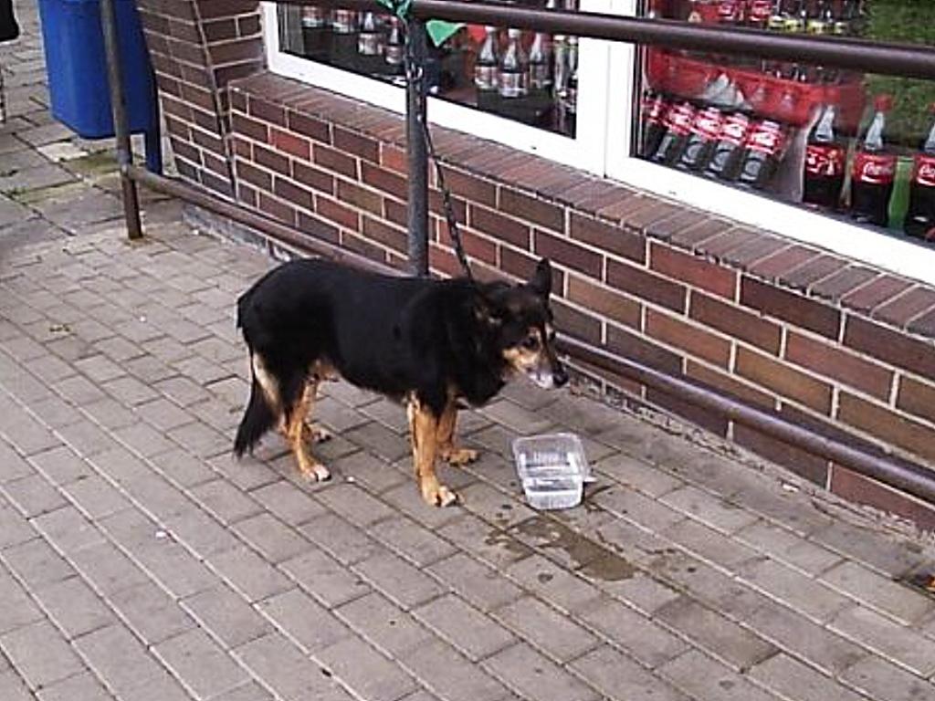 Fotogalerie: Opuštěný pes na lounském Tyršově náměstí - Žatecký a lounský  deník