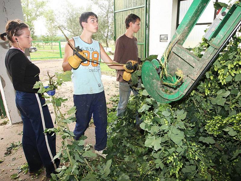 Brigádníci mají plné ruce práce také na česačce v Agrofarmě Karla Dittricha v Lenešicích.