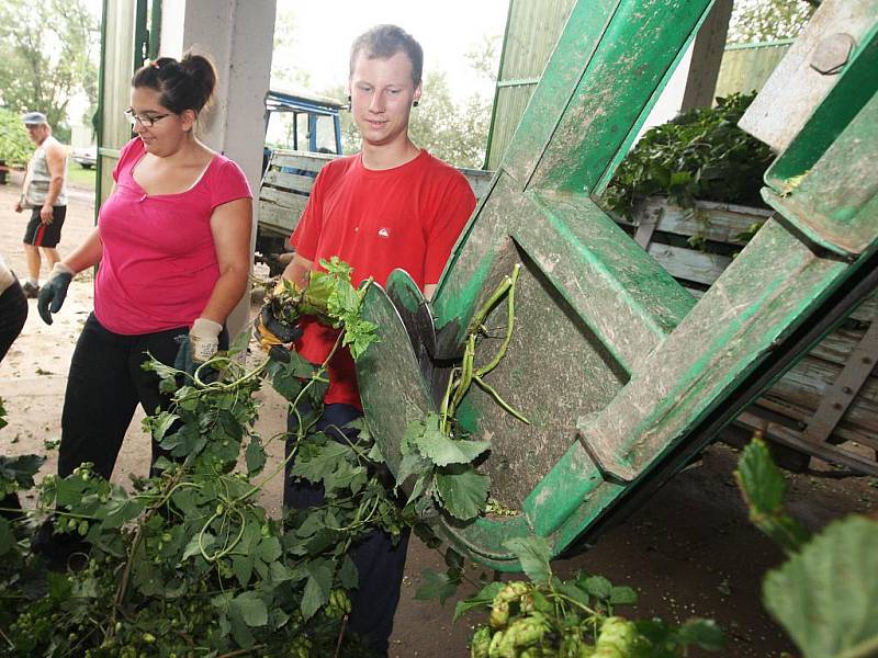 Brigádníci mají plné ruce práce také na česačce v Agrofarmě Karla Dittricha v Lenešicích.