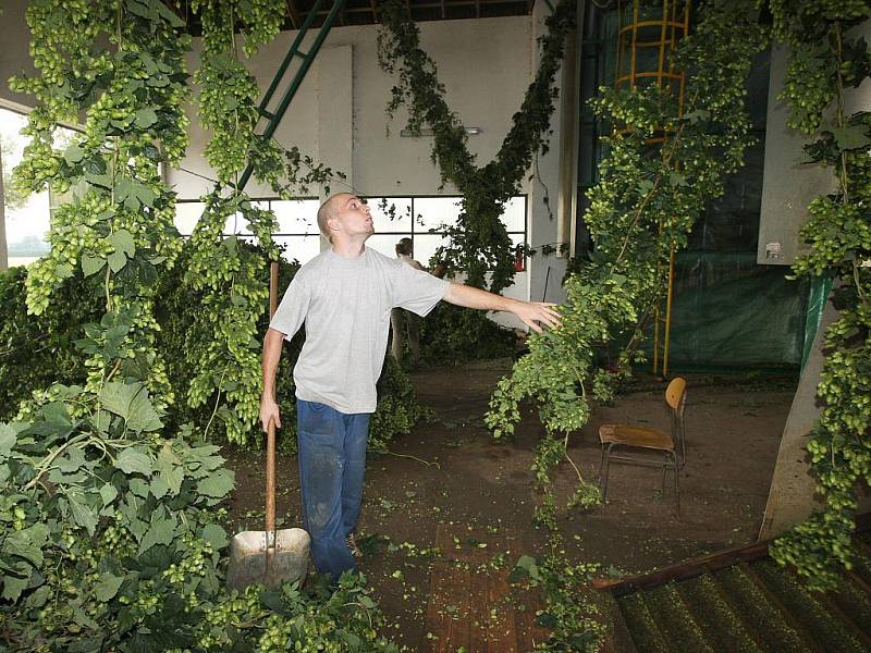 Brigádníci mají plné ruce práce také na česačce v Agrofarmě Karla Dittricha v Lenešicích.