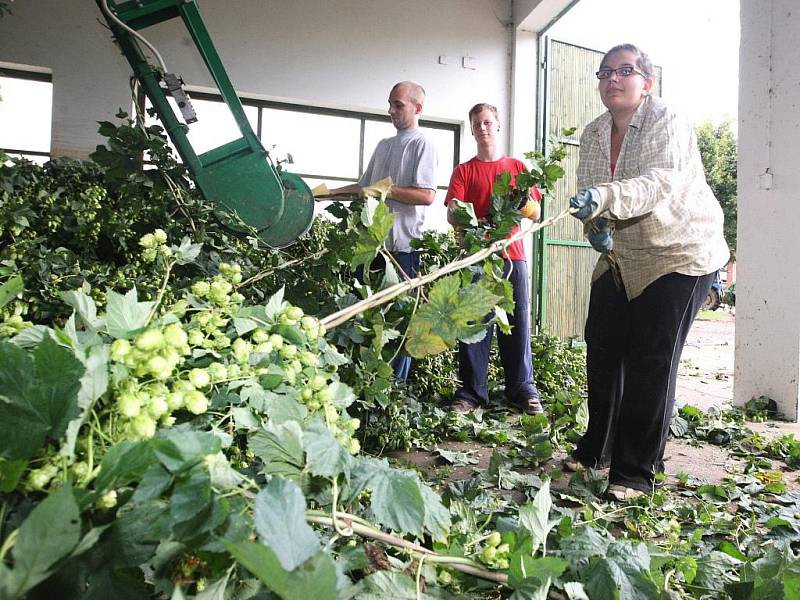 Brigádníci mají plné ruce práce také na česačce v Agrofarmě Karla Dittricha v Lenešicích.