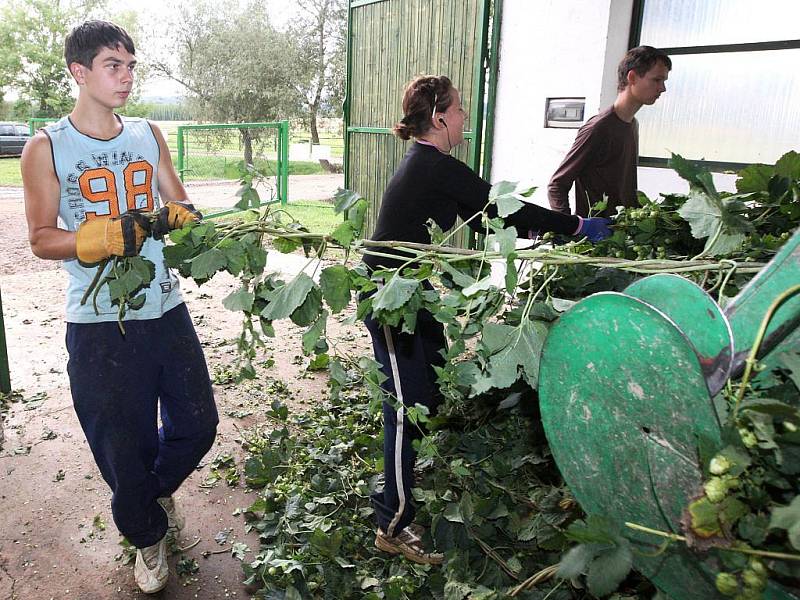 Brigádníci mají plné ruce práce také na česačce v Agrofarmě Karla Dittricha v Lenešicích.