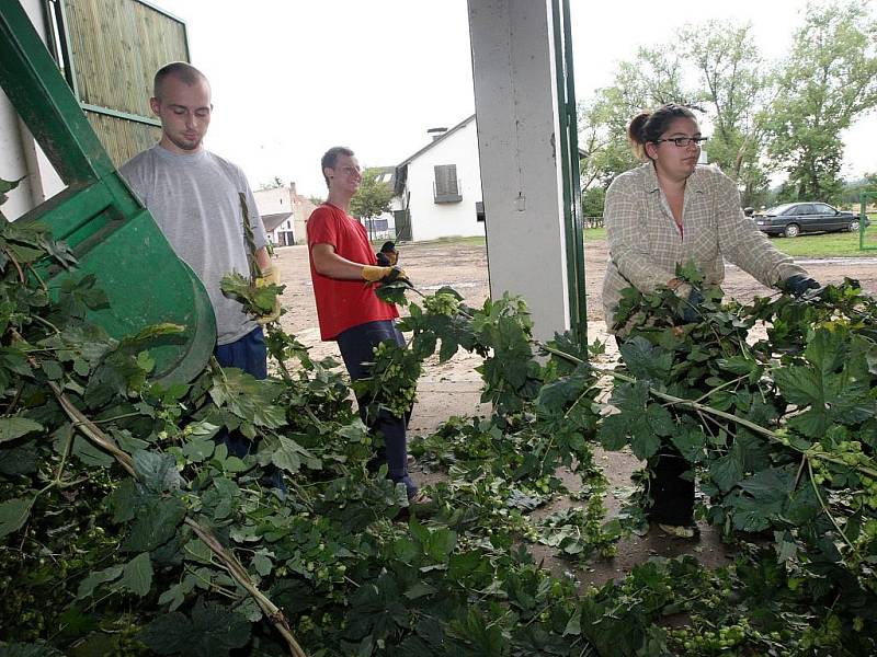 Brigádníci mají plné ruce práce také na česačce v Agrofarmě Karla Dittricha v Lenešicích.