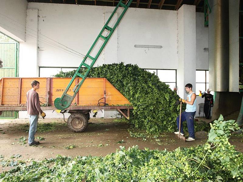 Brigádníci mají plné ruce práce také na česačce v Agrofarmě Karla Dittricha v Lenešicích.