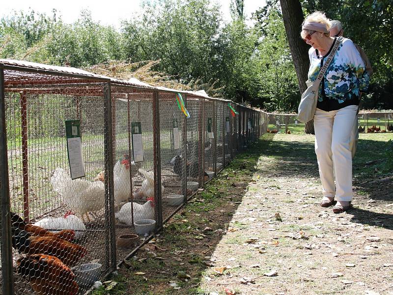 Velké pozornosti se jako obvykle těší klece s králíky, holuby a dalším drobným zvířectvem