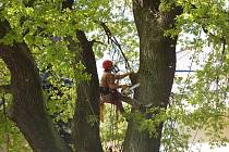 Doslova ekvilibristická čísla častokrát předvádějí lezci zkušení arboristé při ošetřování stromů. 