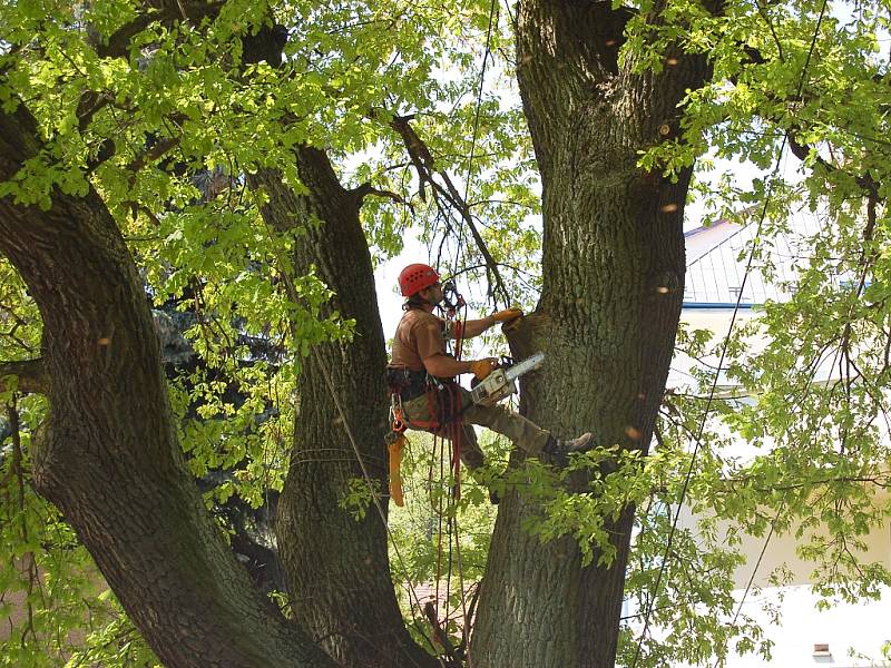 Doslova ekvilibristická čísla častokrát předvádějí lezci zkušení arboristé při ošetřování stromů. 