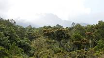 Cesta na Mount Meru v Tanzanii