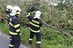 Žatečtí hasiči likvidují padlý strom v ulici Libočanská cesta