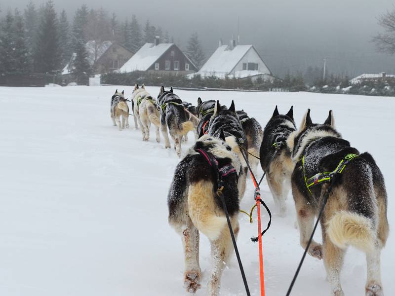 Musher Roman Habásko vyráží trénovat se svým psím spřežením do Krušných hor