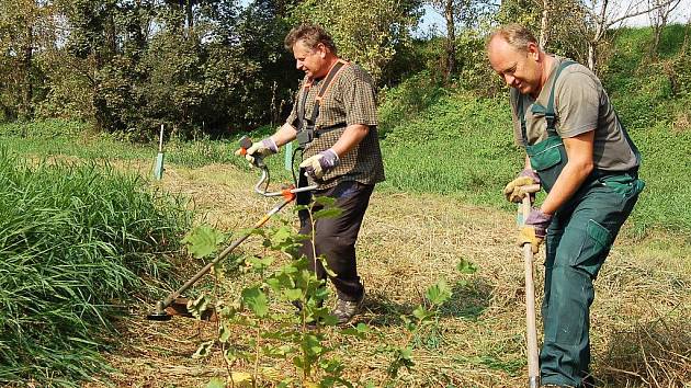 Přemysl Hautke (vpravo), Jan Rejcha a další členové Ekologického centra Žatec pracují na levém břehu Ohře nad jezem v Žatci.