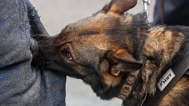 Tragicky skončilo v pátek časně ráno pátrání po pohřešovaném muži poblíž Adamova na Blanensku. Policisté ho našli mrtvého v přírodní rezervaci Coufavá v katastru sousední obce Vranov. Ilustrační foto.