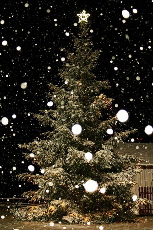 Vánoční strom v Brodech