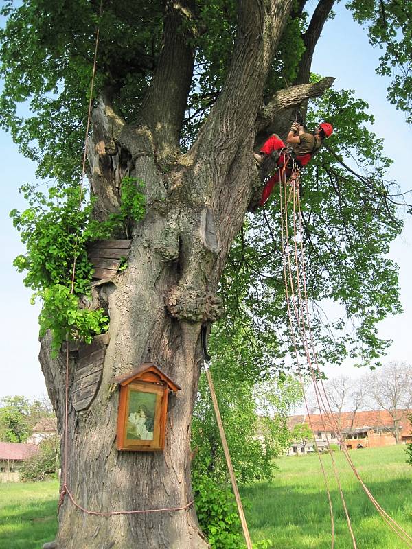 Doslova ekvilibristická čísla častokrát předvádějí lezci zkušení arboristé při ošetřování stromů. 