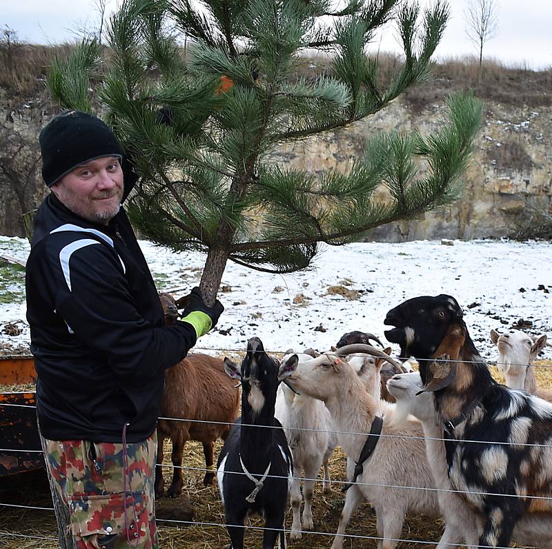 Jan Černý krmí kozy vánočními stromky. Zbude z nich jen holý kmínek a okousané větvičky.