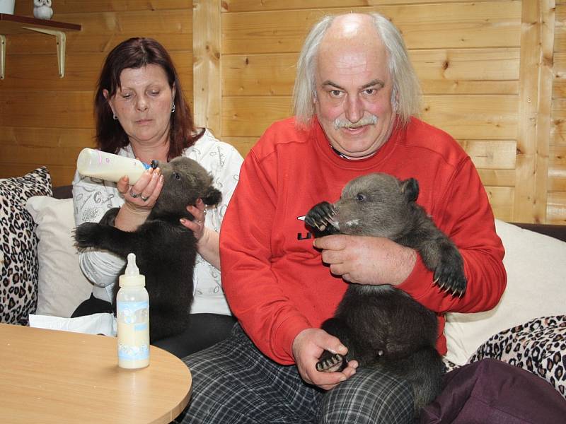 Chovatelé Jaroslav Káňa a Radka Šarkányová z Veletic na Žatecku si hrají s malými medvědy, kteří se u nich nedávno narodili.