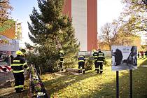 O pokácení a vztyčení vánočního stromu v Podbořanech se postarali tamní hasiči.