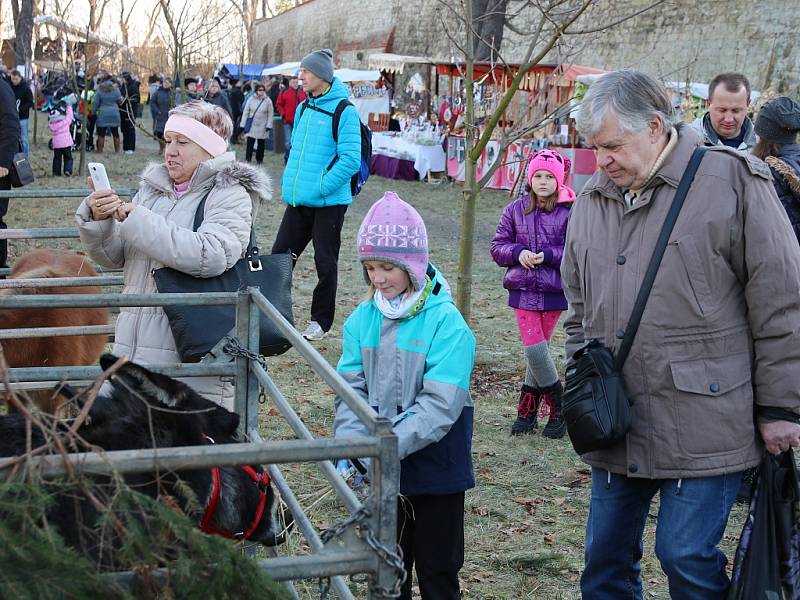 Lidé si mohli pohladit poníky nebo třeba lamu