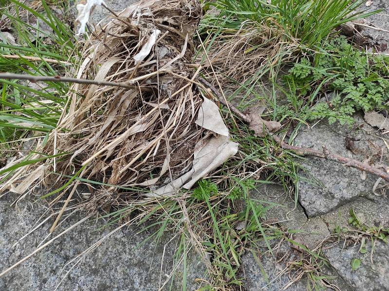 Do Ohře v Žatci vytékaly splašky z kanalizace. Foto Alois Jurkovič