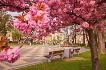 Kvetoucí růžové stromy v centru Podbořan