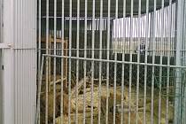 Na Lounsku našli tři lvy, které majitel choval bez povolení a v nevyhovujících podmínkách