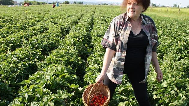 „Já budu dělat z jahod knedlíky a koláč,“ prozradila Miloslava Hlaváčová.