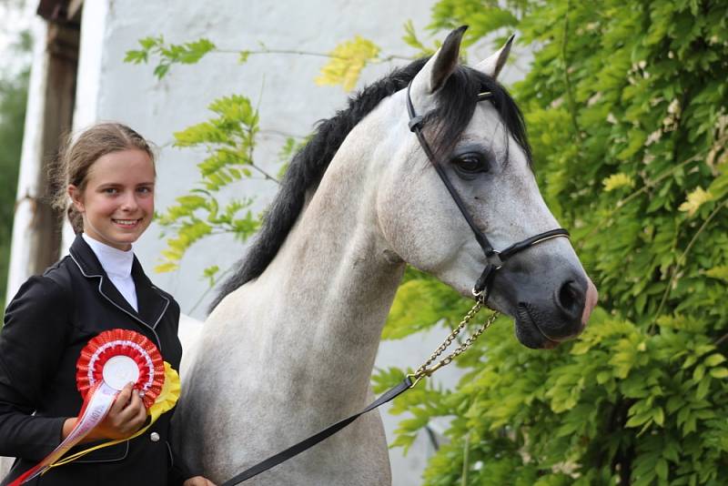 Anita Antropiusová reprezentovala svou školu OA a SOŠZE Žatec a školní závod JK Exkalibuer Veltěže na Národní výstavě welšských plemen a cob Plasy s tříletým Barbakanem.